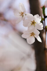春の桜をクローズアップ