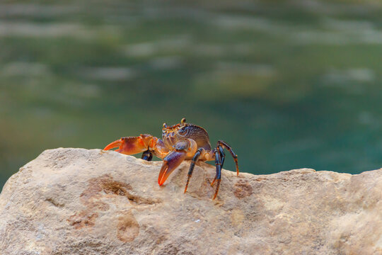 Freshwater river crab (Potamon ibericum) on stone near a mountain river