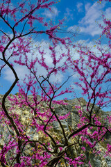The colorful lilac flowers of the Judas tree