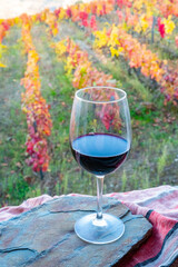 Glass of Portuguese red dry wine, produced in Douro Valley and old terraced vineyards on background in autumn, wine region of Portugal