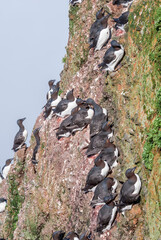Fototapeta premium Incubating Thick-billed Murres (Uria lomvia) at St. George Island, Pribilof Islands, Alaska, USA