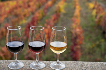 Tasting of Portuguese fortified port wine, produced in Douro Valley with colorful terraced vineyards on background in autumn, Portugal