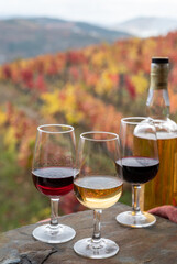 Tasting of Portuguese fortified port wine, produced in Douro Valley with colorful terraced vineyards on background in autumn, Portugal