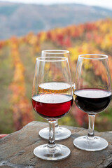 Tasting of Portuguese fortified port wine, produced in Douro Valley with colorful terraced vineyards on background in autumn, Portugal