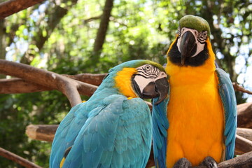 blue and yellow macaw