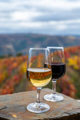 Tasting of Portuguese fortified port wine, produced in Douro Valley with colorful terraced vineyards on background in autumn, Portugal