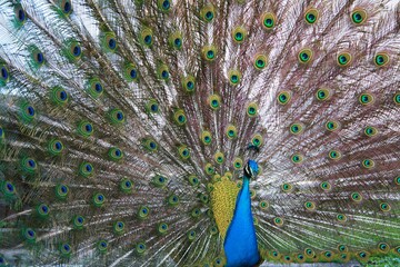 Obraz premium peacock with feathers