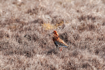 Ruff (Philomachus pugnax) in Barents Sea coastal area, Russia