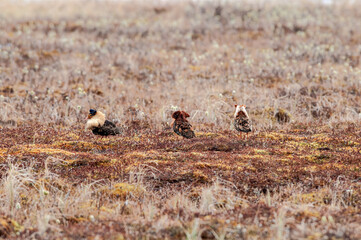 Ruff (Philomachus pugnax) in Barents Sea coastal area, Russia