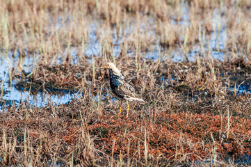 Ruff (Philomachus pugnax) in Barents Sea coastal area, Russia