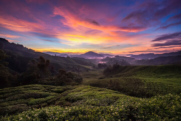 Cameron Highlands tea plantations 
Sunrise in Malaysia  