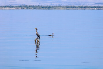 Double-crested Cormorant (Phalacrocorax auritus) on Salton Sea, Imperial Valley, California, USA