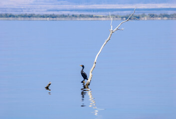 Double-crested Cormorant (Phalacrocorax auritus) on Salton Sea, Imperial Valley, California, USA