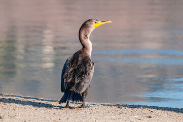 Double-crested Cormorant (Phalacrocorax auritus) in Malibu Lagoon, California, USA