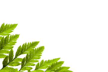 Farnkraut isoliert auf weiß