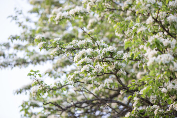 Bloomig pear tree in the garden in April