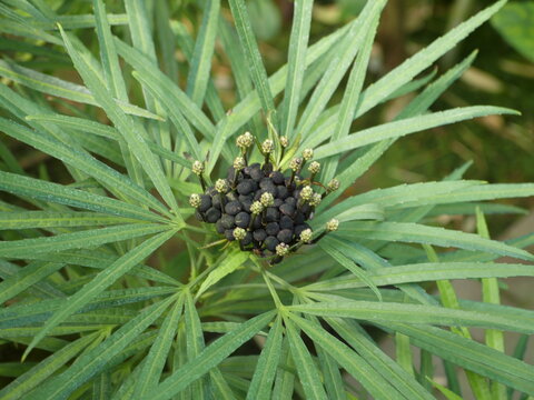 Biformed Tree-Ginseng