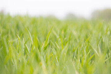 Fototapeta premium Growing wheat cereal plants on the field in spring