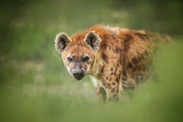 Fotobehang Hyena portret van een hyena