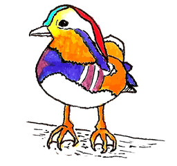 Incredibly beautiful and bright duck standing on a log. Technique: graphics. Materials, liner and colored pencils.