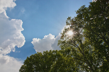 Fototapeta premium The sun shining through a tree with white clouds