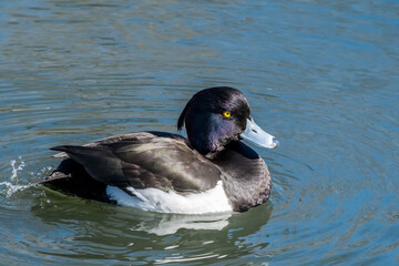 Tufted Duck (Aythya fuligula) drake on lake