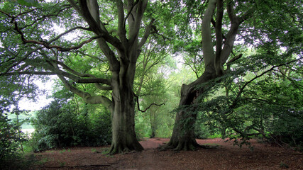 Majestic Royal Oak Trees