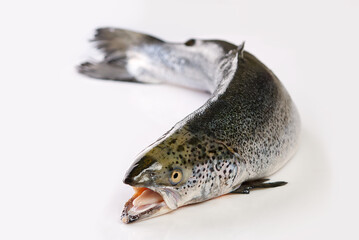 fresh raw salmon fish isolated on white. photo of salmon on white background