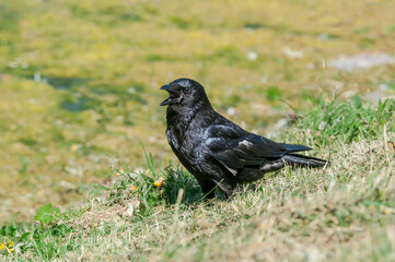 Carrion Crow (Corvus corone) in park, Keil, Schleswig-Holstein, Germany