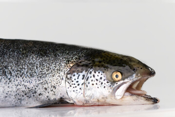 fresh raw salmon fish isolated on white. photo of salmon on white background