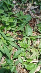 Borboleta na grama
