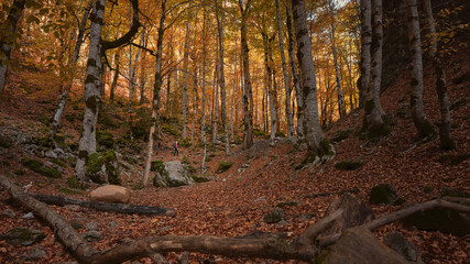 Woman walking through the forest in autumn with the ground covered with dry leaves. Ordesa y Monte Perdido Natural Park in the Pyrenees