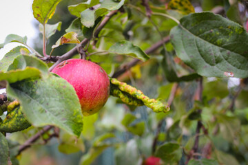 A red ripe apple hangs on a tree branch.