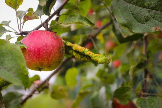 A red ripe apple hangs on a tree branch.