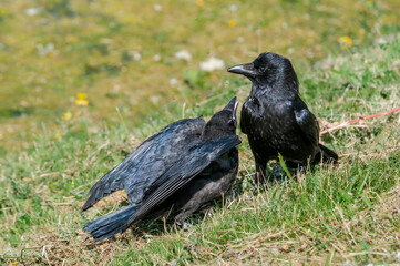 Adult Carrion Crow (Corvus corone) and grown chick in park, Keil, Schleswig-Holstein, Germany