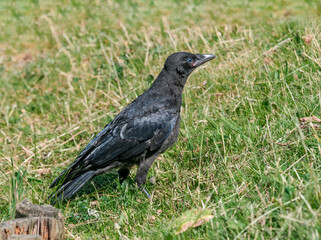 Grown chick of Carrion Crow (Corvus corone) in park, Keil, Schleswig-Holstein, Germany