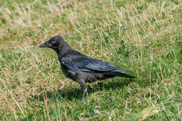 Grown chick of Carrion Crow (Corvus corone) in park, Keil, Schleswig-Holstein, Germany