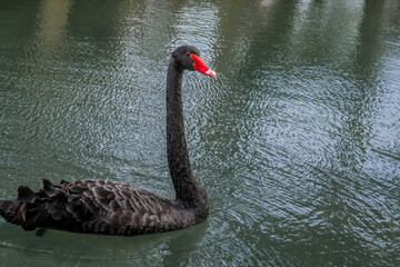 Fototapeta premium Black Swan (Cygnus atratus) in park, Abkhazia