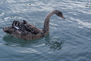 Black Swan (Cygnus atratus) cygnet in park, Abkhazia