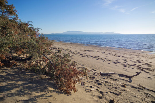 sand dunes and beach of Tuscan Thyrrenian sea 