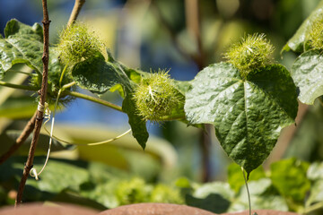 Scarletfruit passionflower a vine fruit