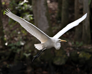 Great White Egret stock photos. Great White Egret Portrait. Image. Picture.  Bird flying. Spread...