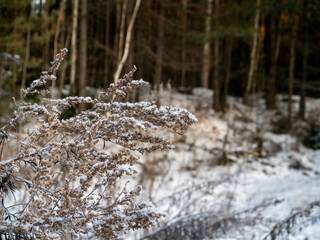 Withered tall grass close-up against the background of a dense mixed forest. The ground and grass are covered with snow. Natural winter background. Space for text.