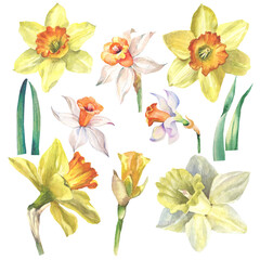 set of flowers.spring flowers .watercolor