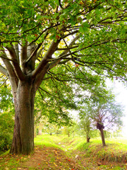 Obraz premium Peaceful scenery nature 01