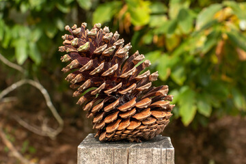 Pinien