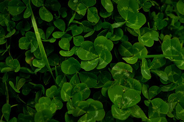 四葉のクローバー