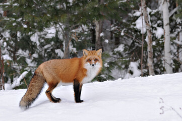 Obraz premium Red Fox stock photos. Fox close-up profile view in the winter season in its environment and habitat with forest blur background displaying bushy fox tail, fur. Fox Image. Picture. Looking at camera.