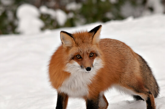 Red Fox stock photos. Red fox looking at camera in the winter season in its environment and habitat with tree background displaying bushy fox tail, fur. Fox Image. Picture. Portrait