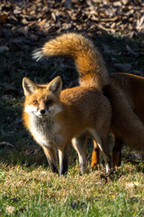 Fox with tail up